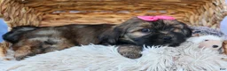 Shorkie dogs for sale: SADIE - Ad 8