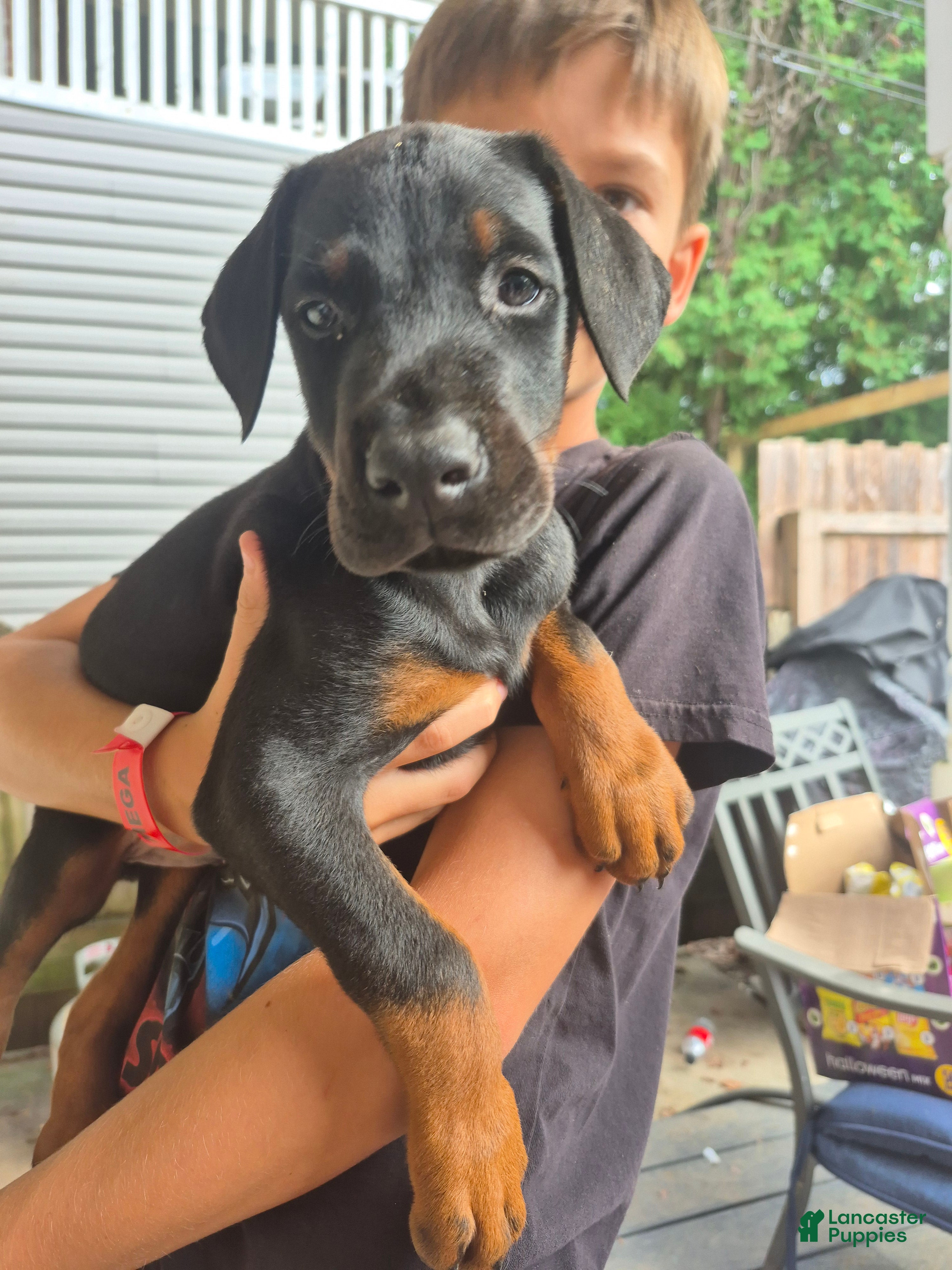 Doberman Pinscher dogs Pluto - Ad 9