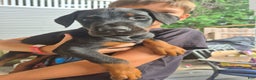 Doberman Pinscher dogs for sale: Pluto - Ad 1