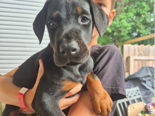 Doberman Pinscher dogs Pluto - Ad 39
