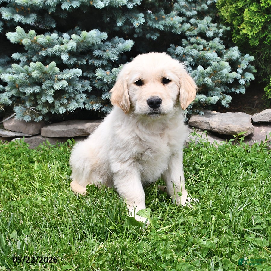 Golden Retriever dogs Tucker - Ad 1