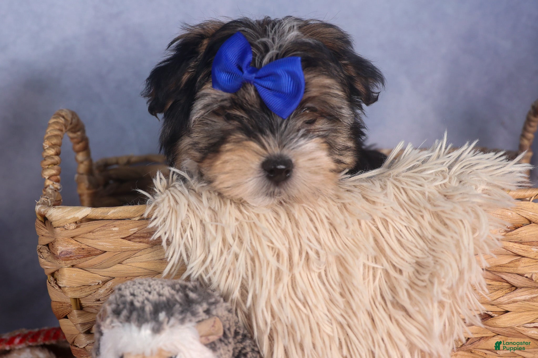 Morkie dogs Newton - Ad 16