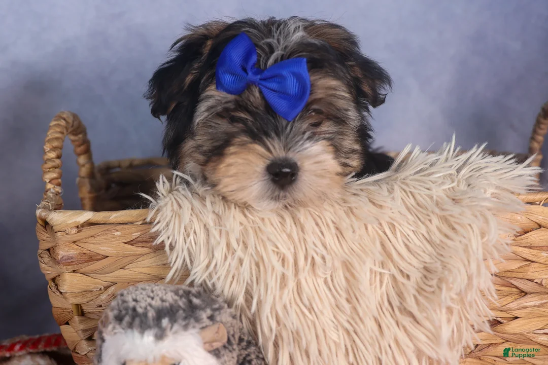 Morkie dogs for sale: Newton - Ad 1