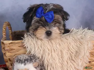 Morkie dogs Newton - Ad 16