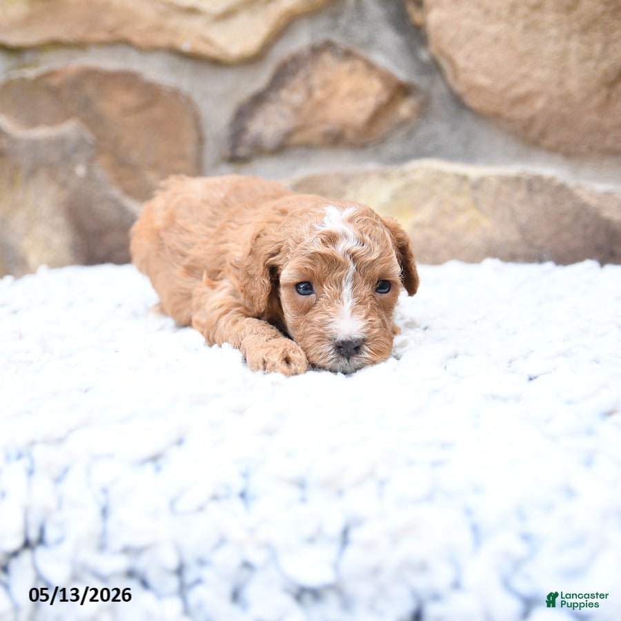 Cavapoo dogs Flora   - Ad 2