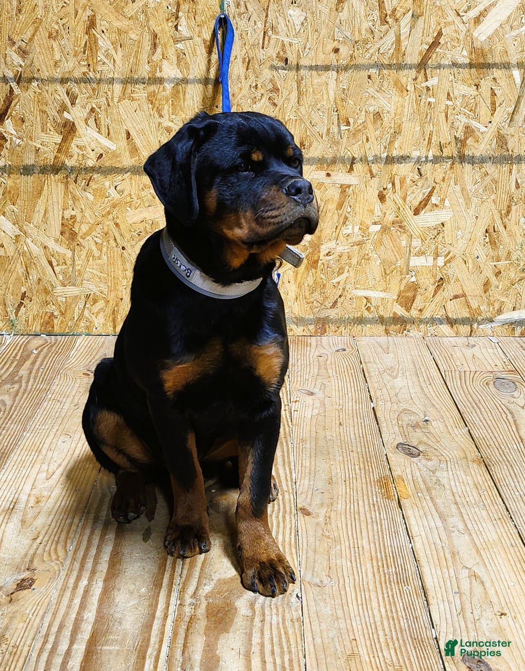 Rottweiler dogs for sale: Bessie - Ad 5