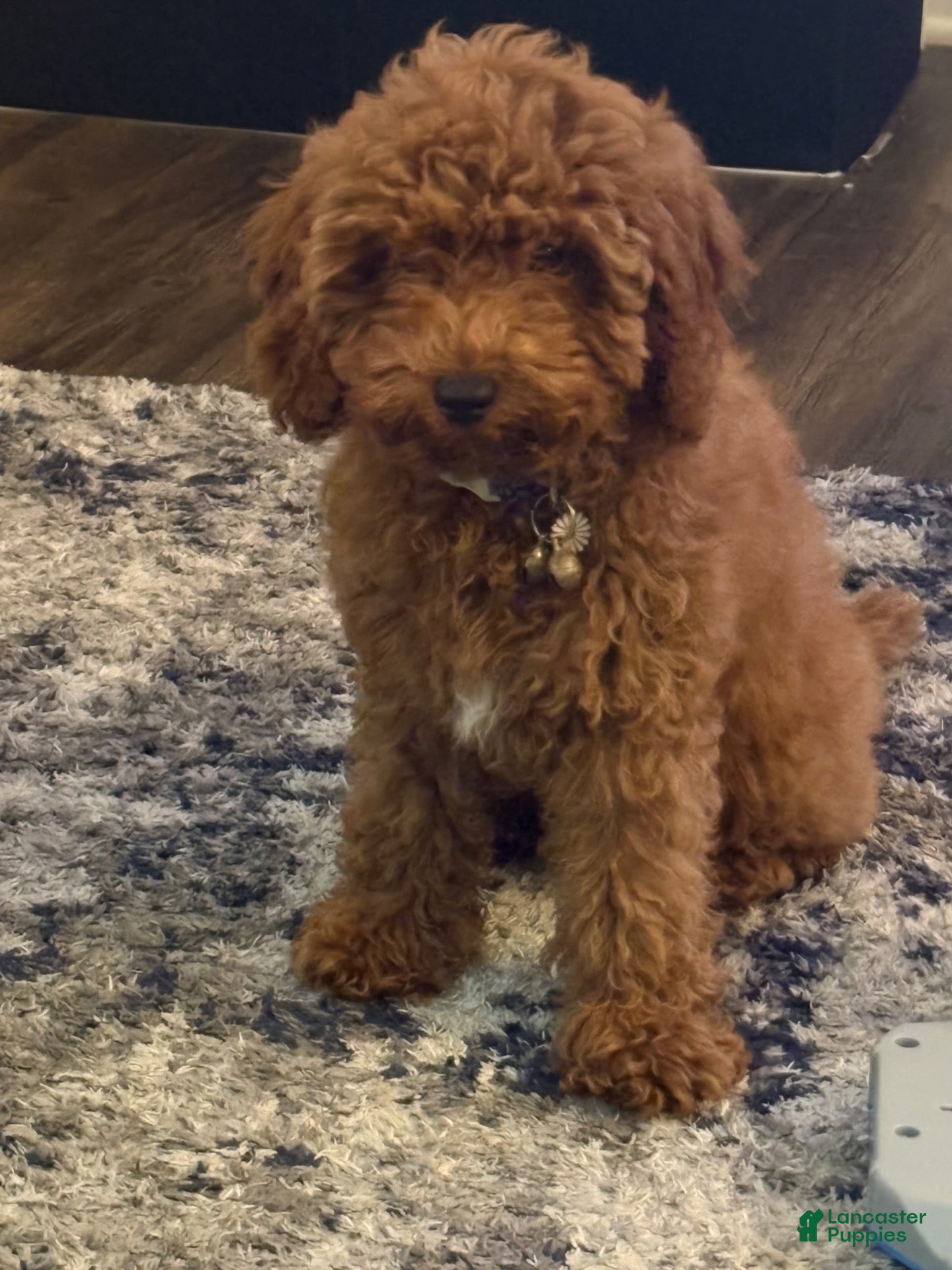 Mini Goldendoodle dogs Diamond - Ad 2