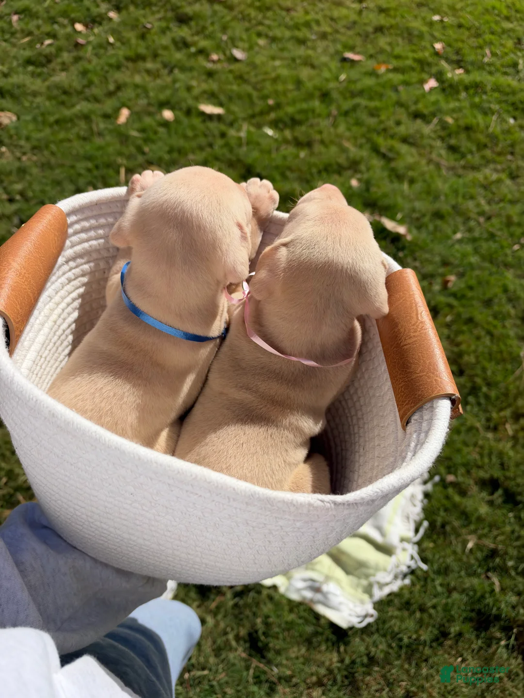 Doberman Pinscher dogs for sale: Doberman Pinscher 5 - Ad 2