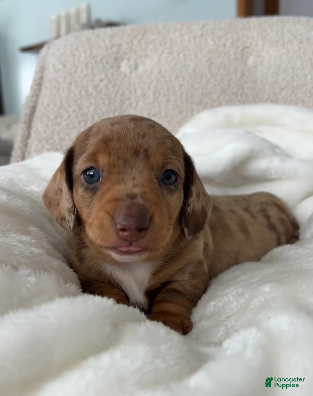 Miniature Dachshund dogs for sale: Dasher - Ad 7