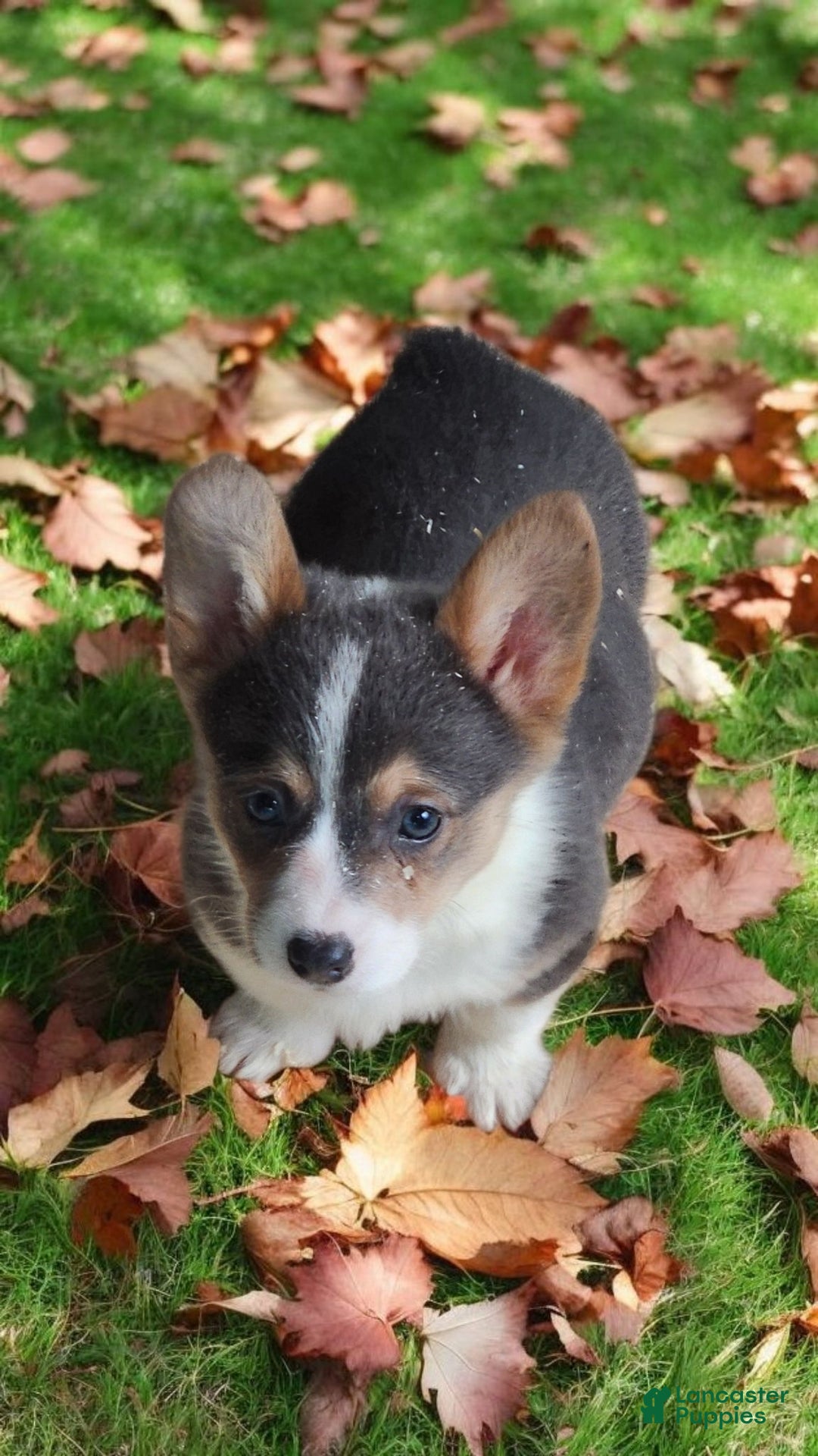 Welsh Corgi Pembroke dogs for sale: Annie Bluie  - Ad 12