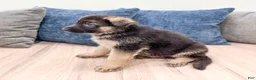 German Shepherd dogs for sale: Kalvin - Ad 4