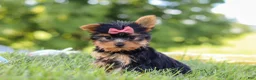Yorkshire Terrier dogs for sale: Lila - Ad 3