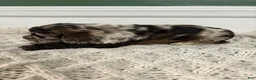 Cocker Spaniel dogs for sale: Merle Haggard - Ad 2