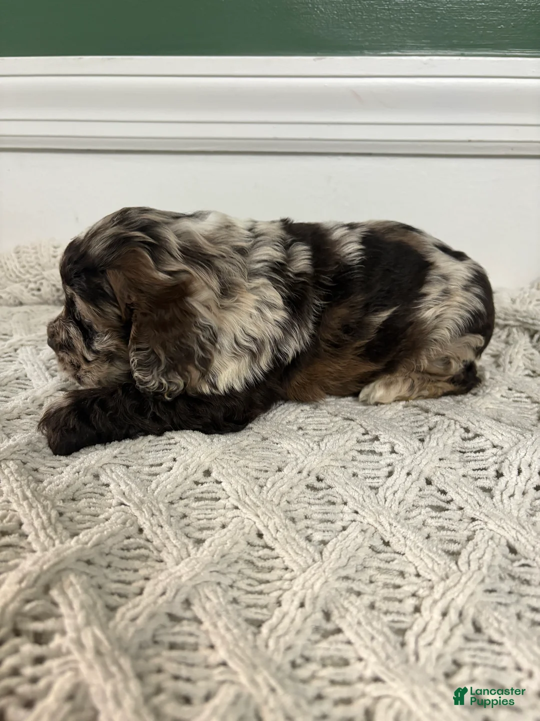 Cocker Spaniel dogs for sale: Merle Haggard - Ad 2