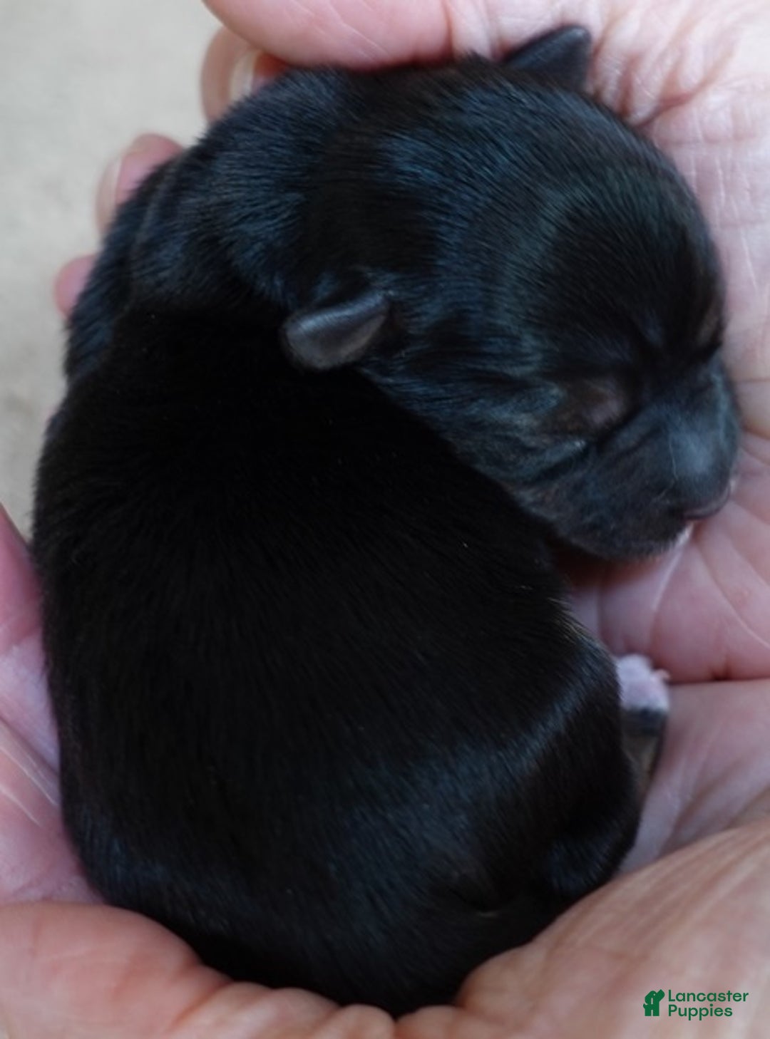 Yorkshire Terrier dogs for sale: Rio  - Ad 8