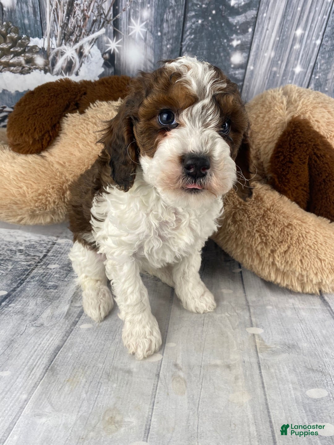 Cavapoo dogs for sale: Otto - Ad 4