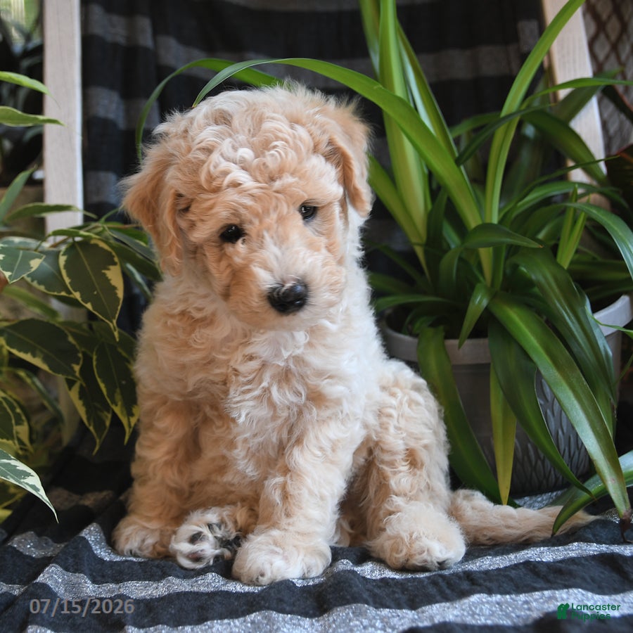 Bichpoo dogs Bentley - Ad 2