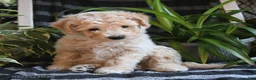 Bichpoo dogs for sale: Bentley - Ad 2