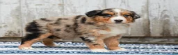 Australian Shepherd dogs for sale: Cody - Ad 8