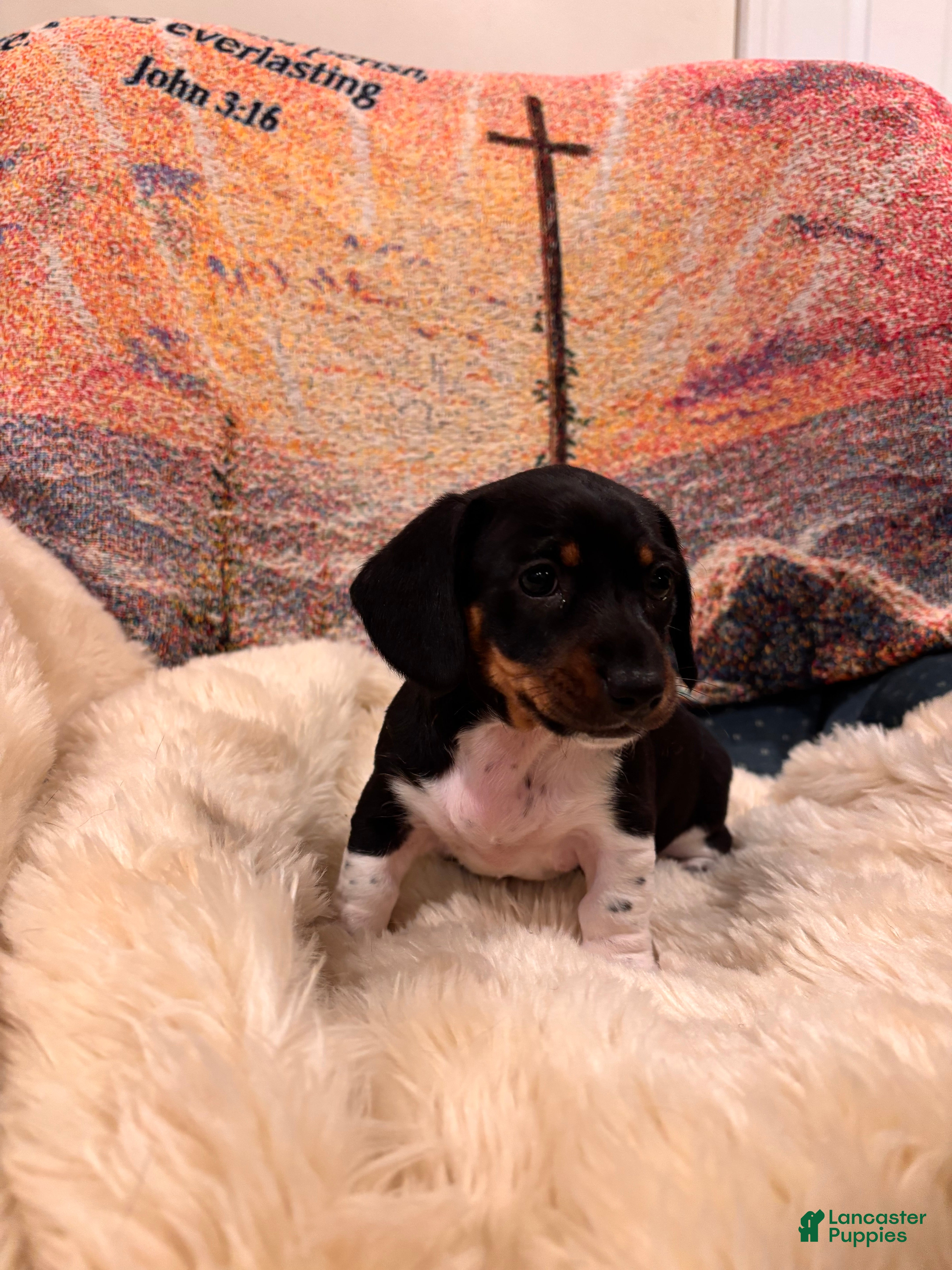 Dachshund dogs Jade - Ad 1