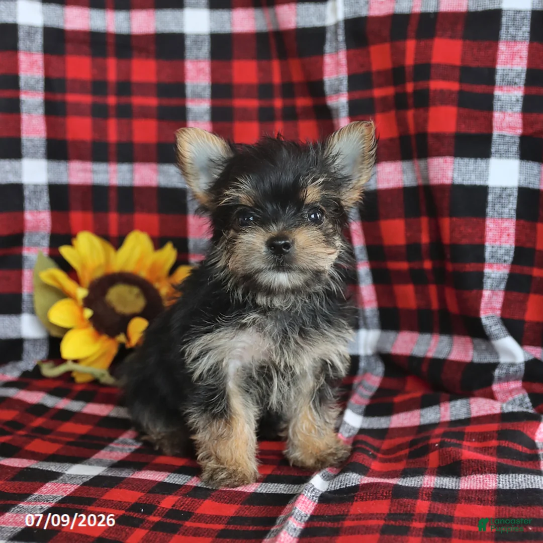 Morkie dogs for sale: Pepper - Ad 1