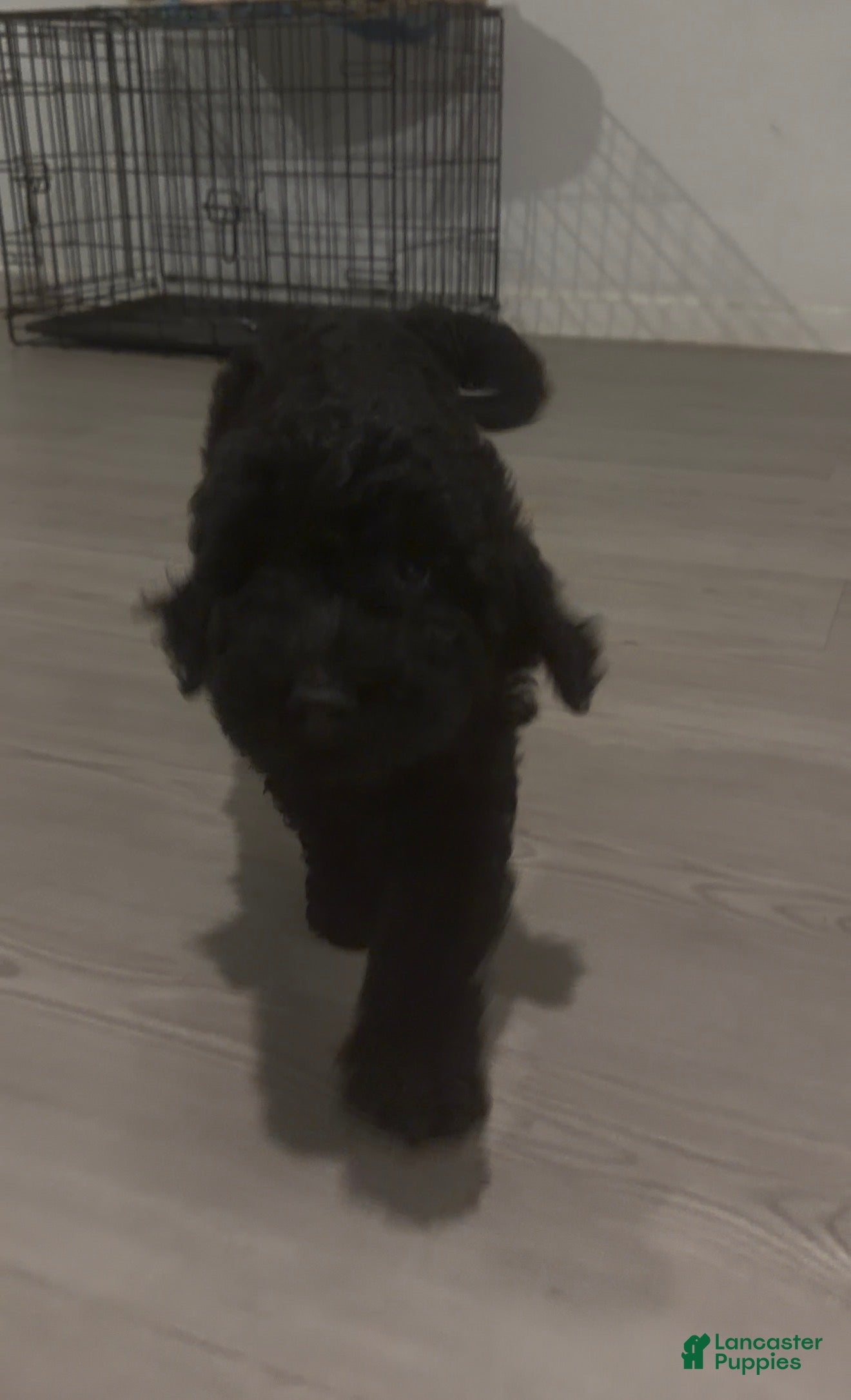 Goldendoodle dogs Cafe Leche - Ad 31