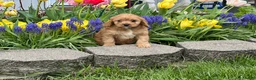 Cavapoo dogs for sale: Dodger - Ad 1