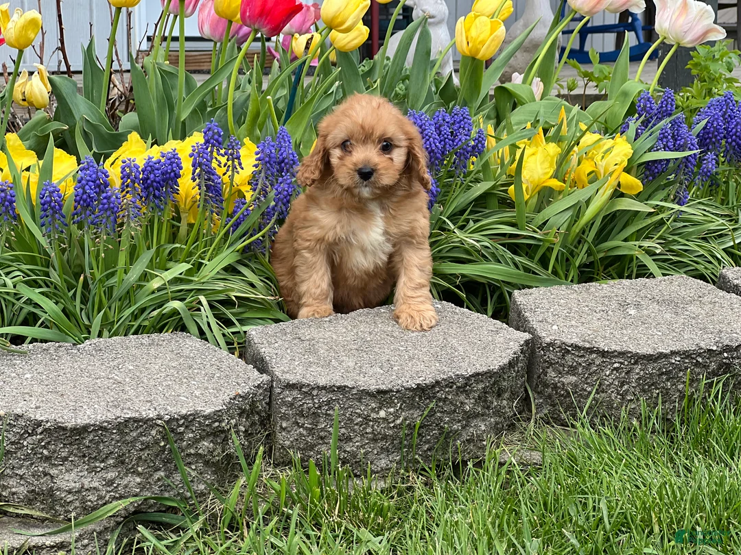 Cavapoo dogs for sale: Dodger - Ad 1