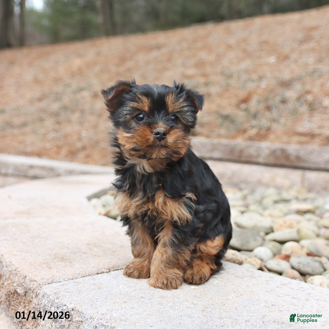 Yorkshire Terrier dogs for sale: Darcy - Ad 2