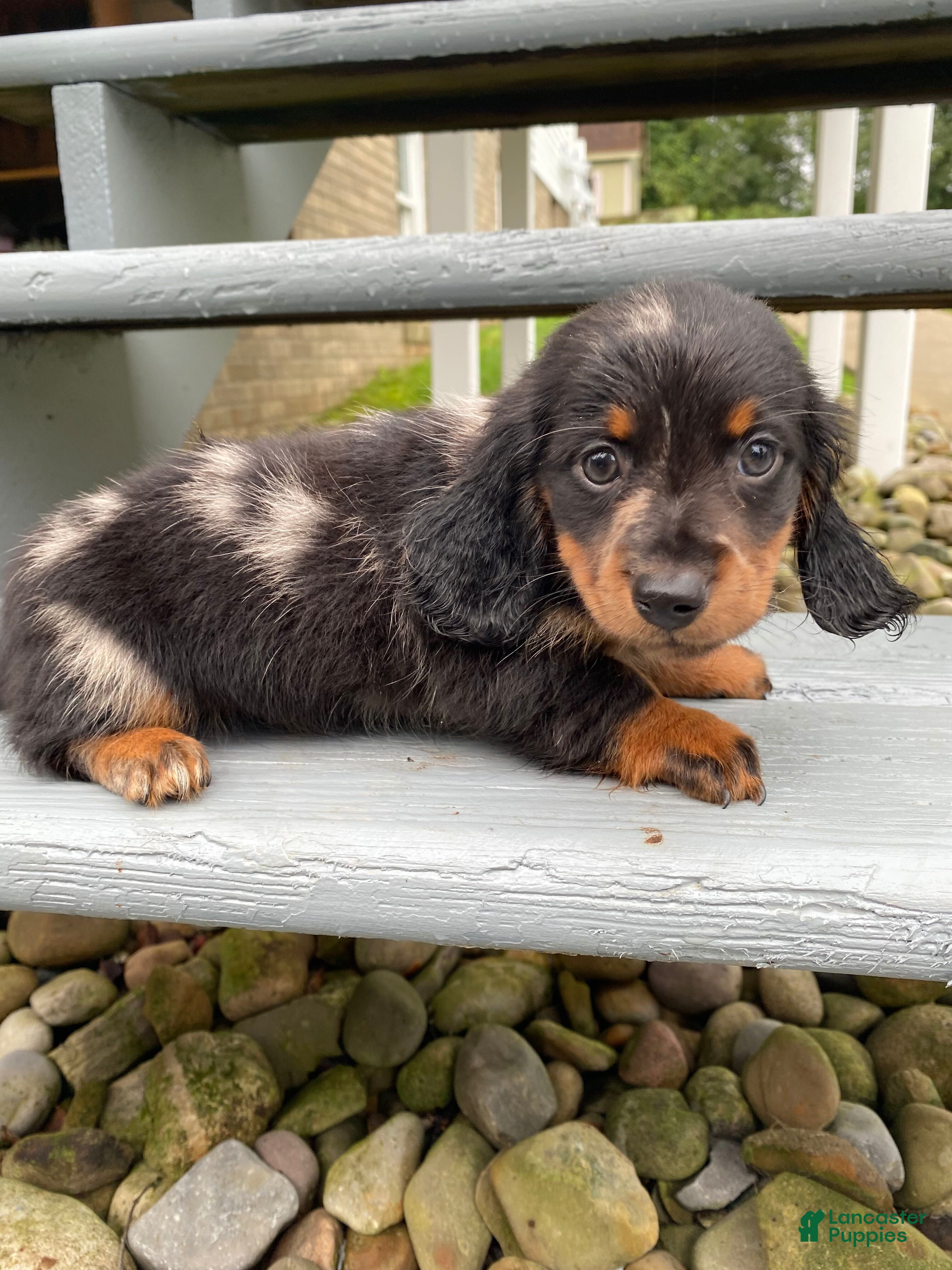 Miniature Dachshund dogs Luna - Ad 1
