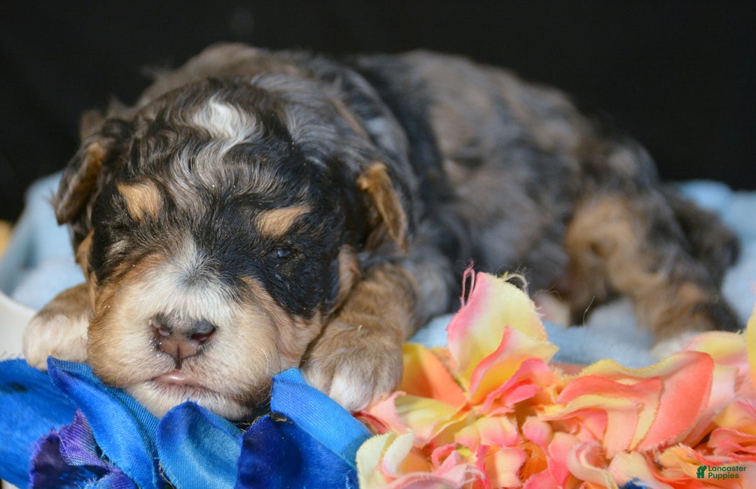 Mini Bernedoodle dogs for sale: Micro Bernedoodle Puppy 4 Buddy - Ad 1