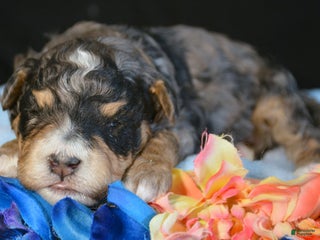 Mini Bernedoodle dogs Micro Bernedoodle Puppy 4 Buddy - Ad 22