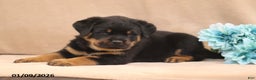 Rottweiler dogs for sale: Turbo - Ad 5