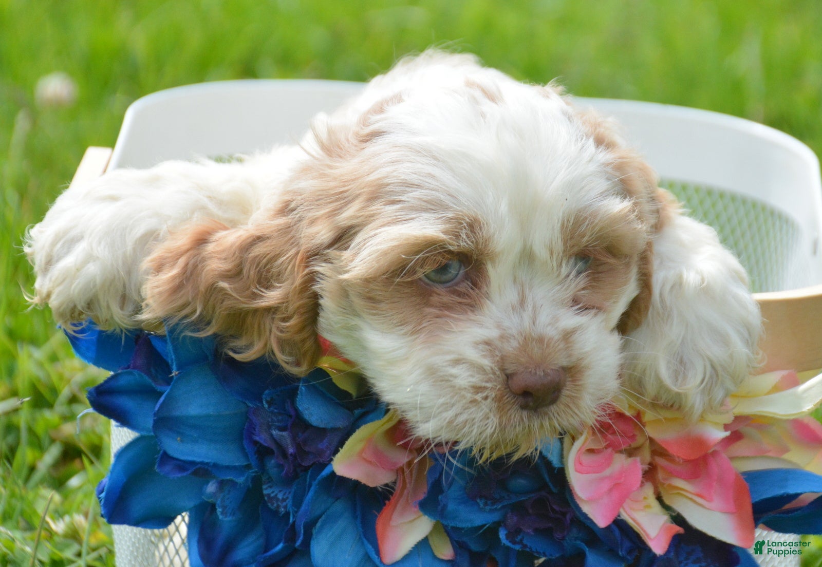 Cockapoo dogs Cockapoo Carla - Ad 34
