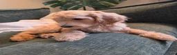 Labradoodle dogs for sale: Melody - Pink collar  - Ad 2