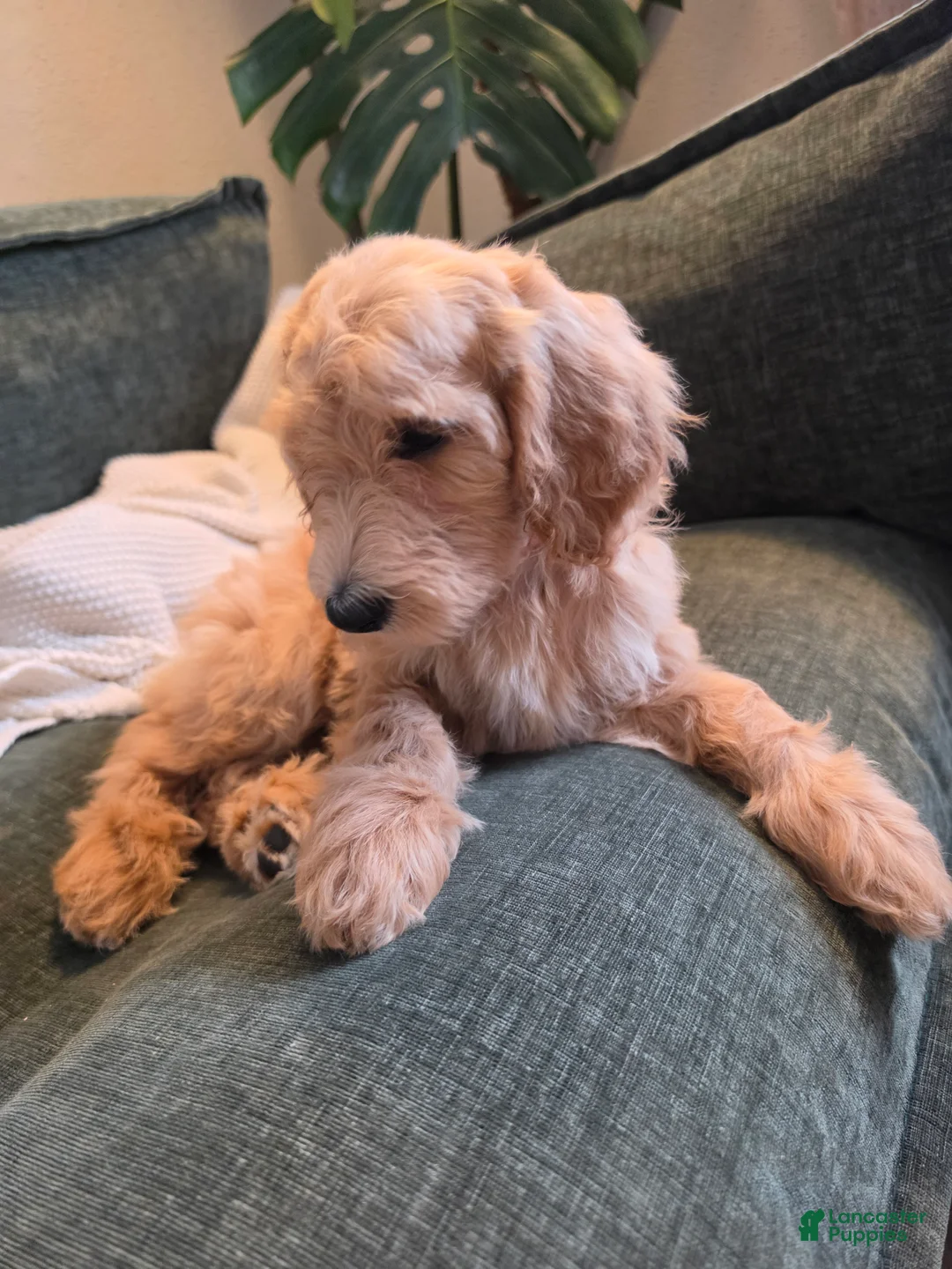 Labradoodle dogs for sale: Melody - Pink collar  - Ad 2