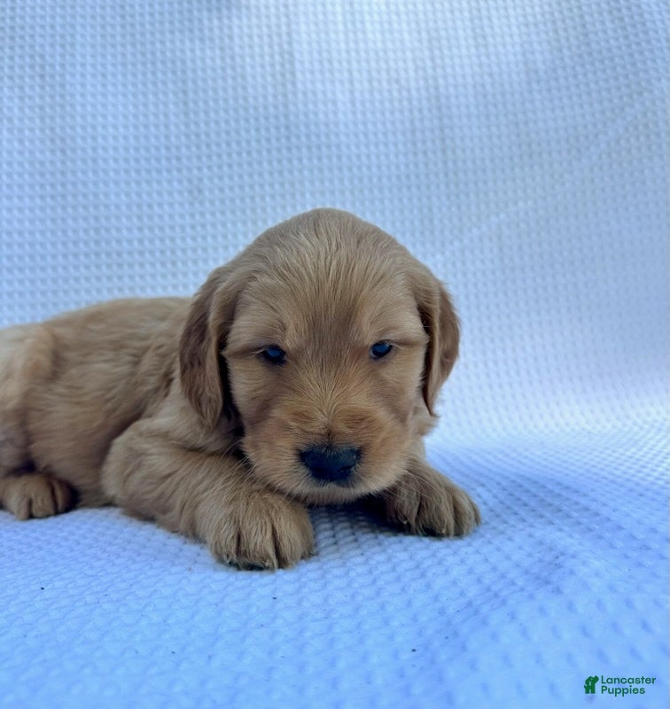 Goldendoodle dogs Daisy - Ad 38