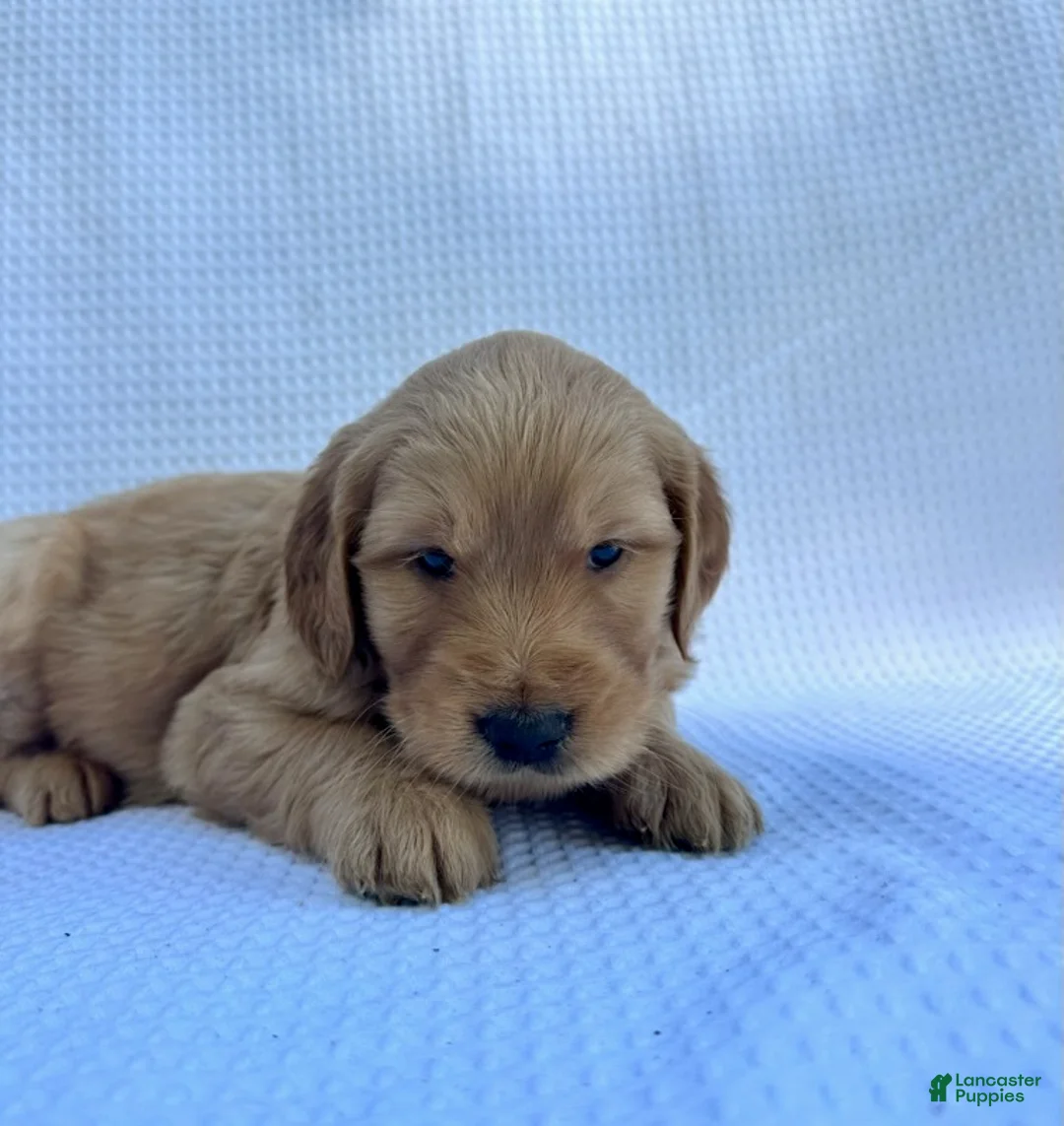 Goldendoodle dogs for sale: Daisy - Ad 1