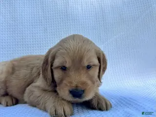Goldendoodle dogs Daisy - Ad 38