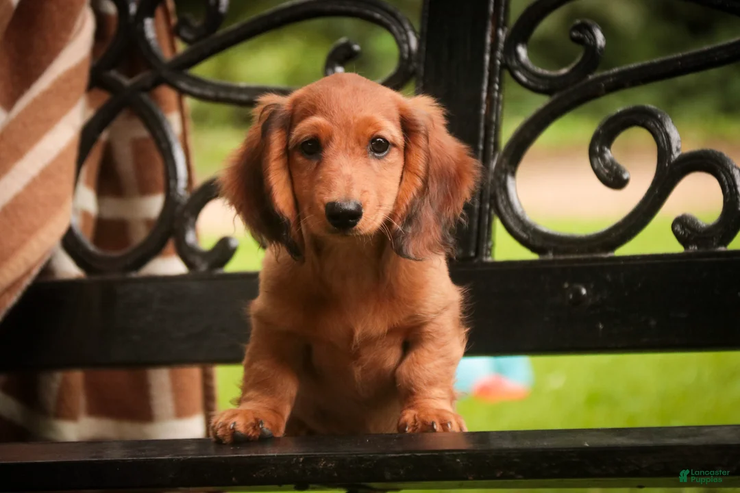 Miniature Dachshund dogs for sale: Asher Miniature Dachshund - Ad 1