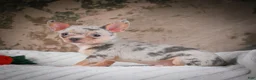 Chihuahua dogs for sale: Phillip - Ad 13