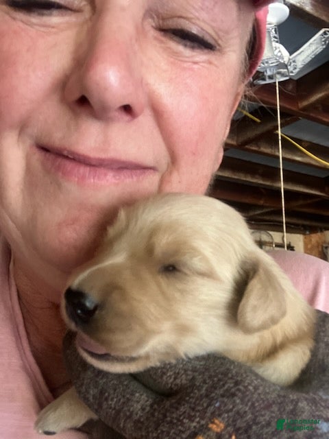 Golden Retriever dogs Golden Retriever Male 2 - Ad 1