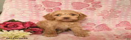 Cockapoo dogs for sale: Jacob  - Ad 1