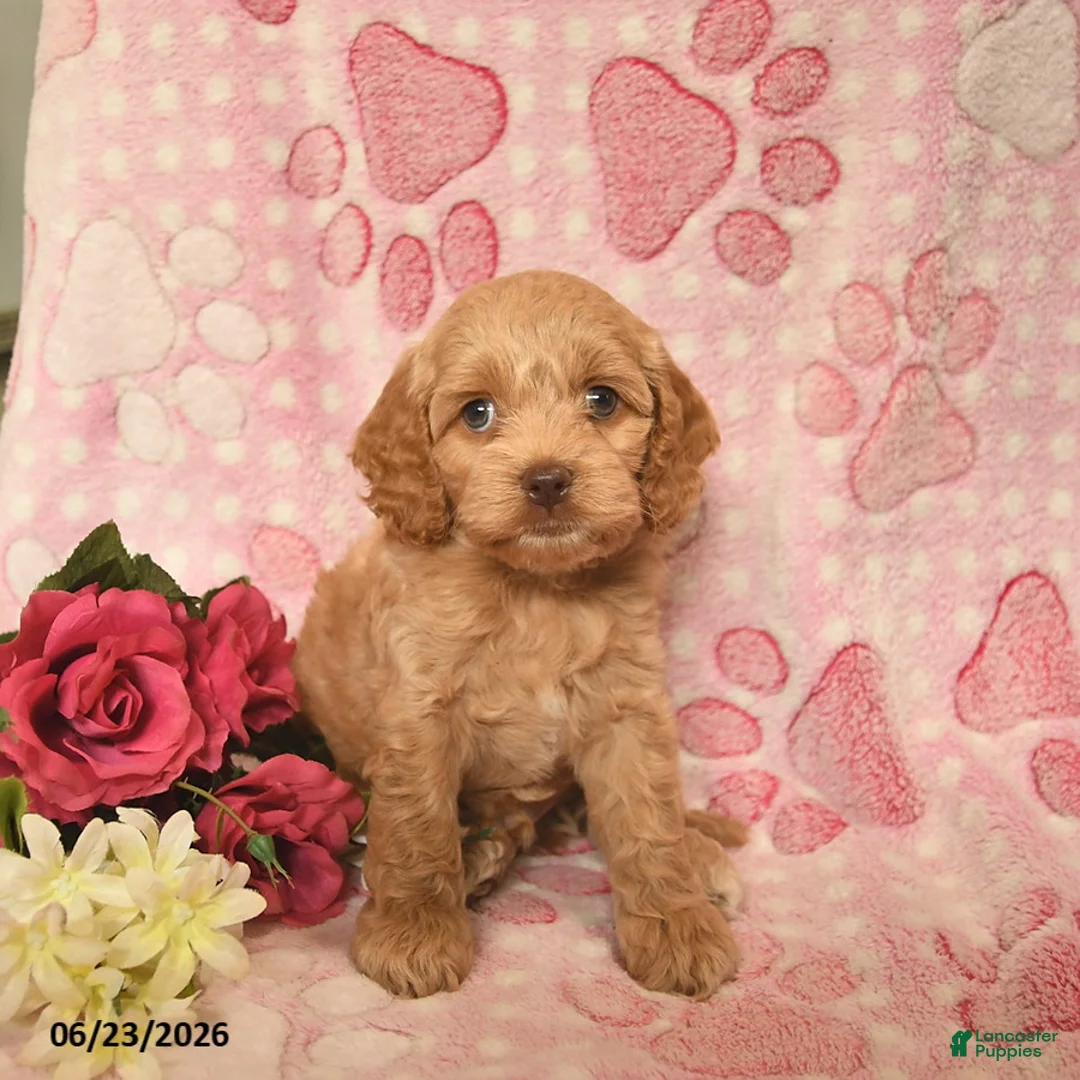 Cockapoo dogs for sale: Jacob  - Ad 1