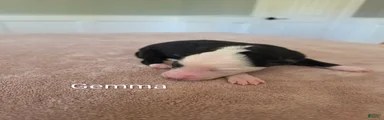 Gemma