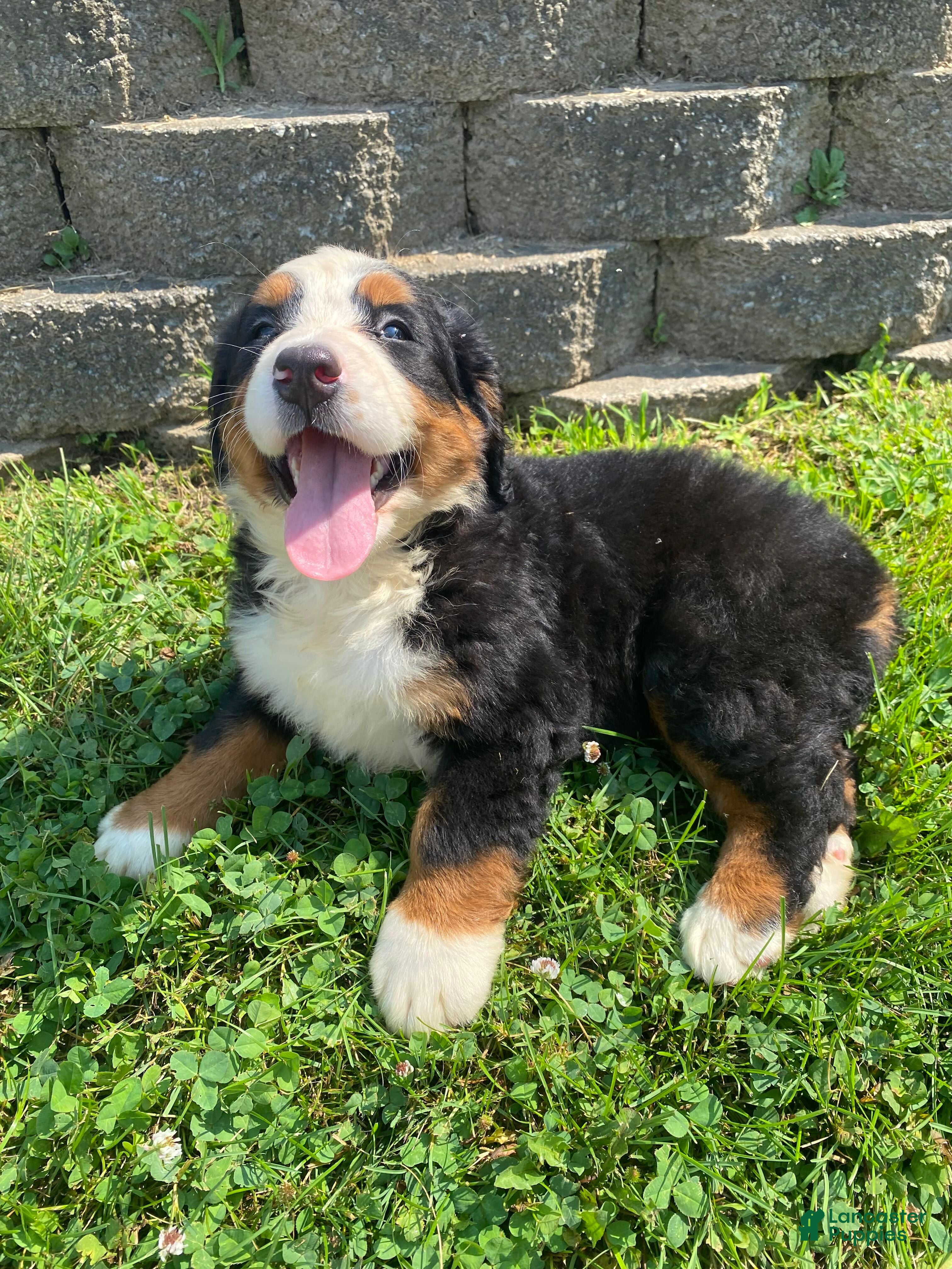 Bernese Mountain Dog dogs Rosie - Ad 2