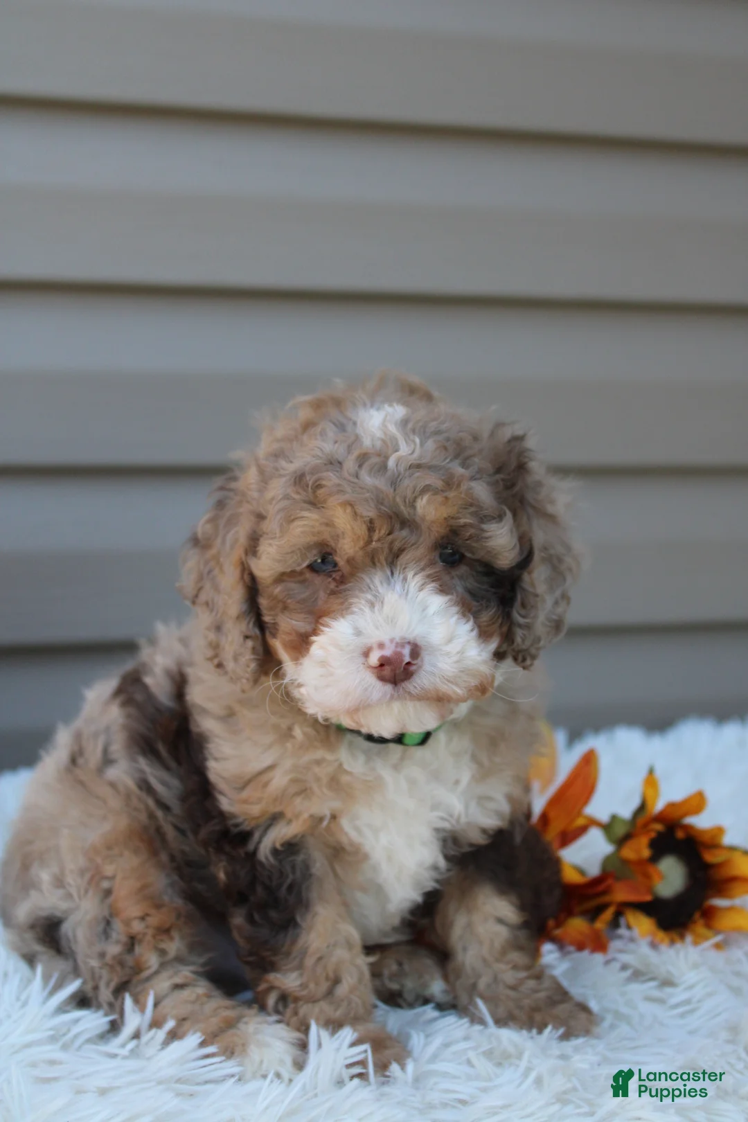 Cavapoo dogs for sale: Racer - Ad 2
