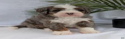 Mini Bernedoodle dogs for sale: Mini Darcy  - Ad 10