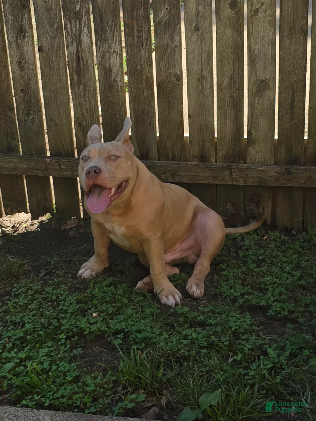 American Bully dogs for sale: American Bully Puppy 1 - Ad 2