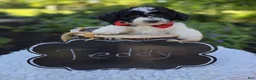 Mini Sheepadoodle dogs for sale: Teddy - Ad 3